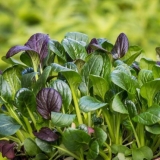 Spanać: zdravstvene prednosti, kontraindikacije